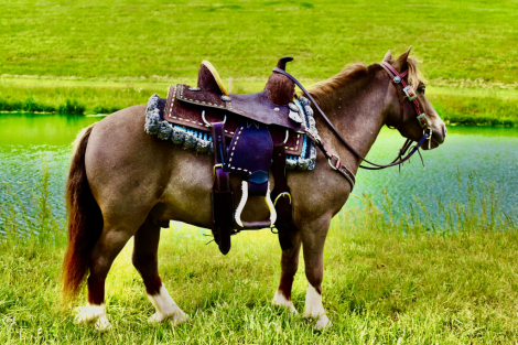 HorseID: 2297023 Little Matt - PhotoID: 1077324