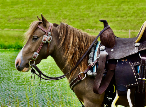 HorseID: 2297023 Little Matt - PhotoID: 1077325