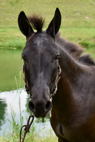 HorseID: 2297027 Poncho - PhotoID: 1077334