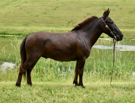HorseID: 2297027 Poncho - PhotoID: 1077335