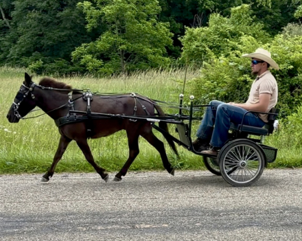 HorseID: 2297027 Poncho - PhotoID: 1077336