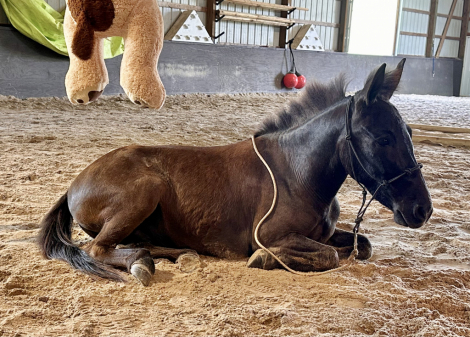 HorseID: 2297027 Poncho - PhotoID: 1077488