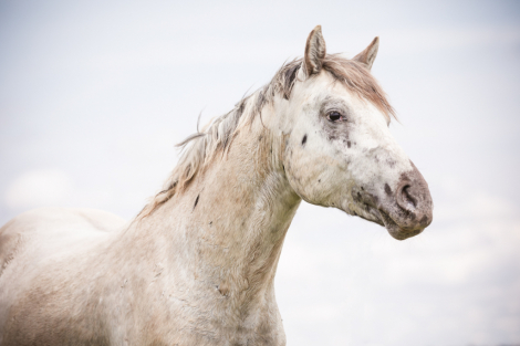 HorseID: 2297043 JCA War Chant - PhotoID: 1077341