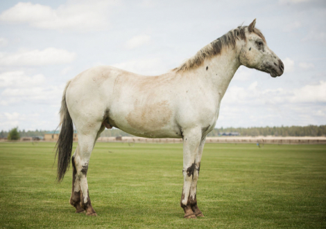 HorseID: 2297043 JCA War Chant - PhotoID: 1077342