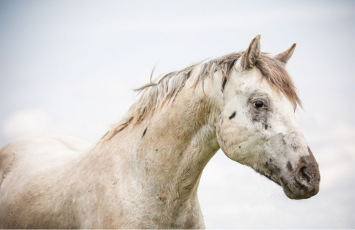 HorseID: 2297043 JCA War Chant - PhotoID: 1077343