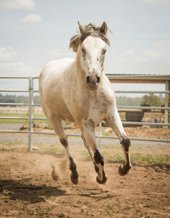 HorseID: 2297043 JCA War Chant - PhotoID: 1077344