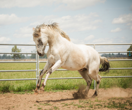 HorseID: 2297043 JCA War Chant - PhotoID: 1077345