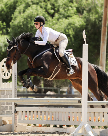 HorseID: 2297054 Richard - PhotoID: 1077436