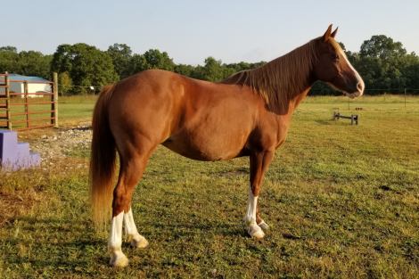 HorseID: 2297057 Minni Archer - PhotoID: 1077445