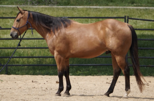 HorseID: 2297072 Honors Surprise - PhotoID: 1077457