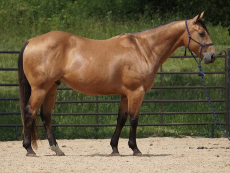 HorseID: 2297072 Honors Surprise - PhotoID: 1077458