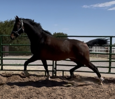 HorseID: 2297092 Thunderbird - PhotoID: 1077483