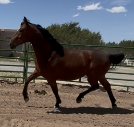 HorseID: 2297093 Wrainbeau - PhotoID: 1077484