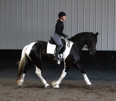 HorseID: 2297142 Lady Victoria Kaymon - PhotoID: 1077536