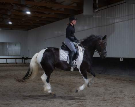 HorseID: 2297142 Lady Victoria Kaymon - PhotoID: 1077537