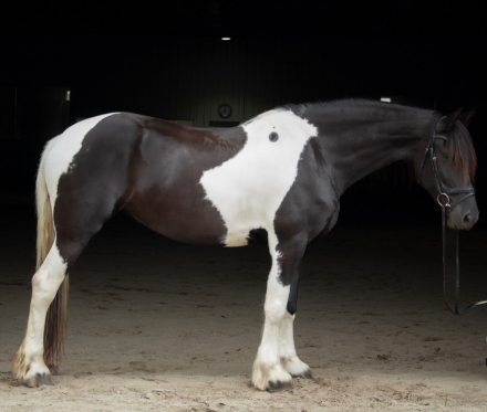 HorseID: 2297142 Lady Victoria Kaymon - PhotoID: 1077538