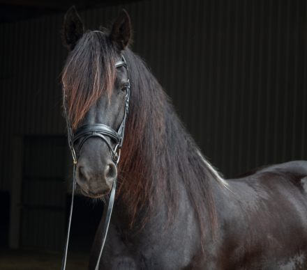 HorseID: 2297142 Lady Victoria Kaymon - PhotoID: 1077539