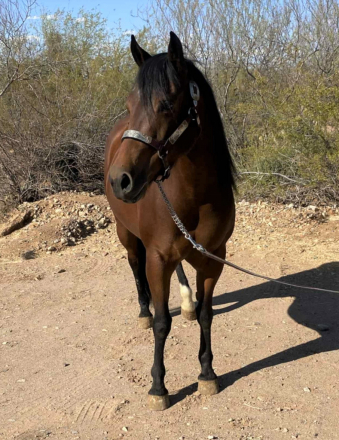 HorseID: 2297151 Cromed Out Dunit - PhotoID: 1077552