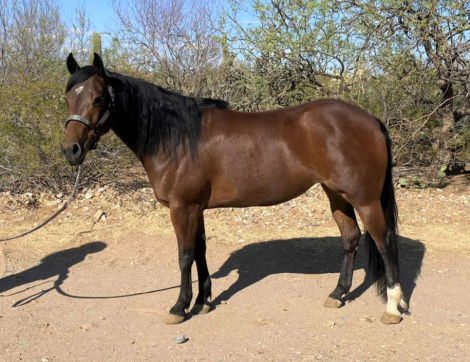 HorseID: 2297151 Cromed Out Dunit - PhotoID: 1077555