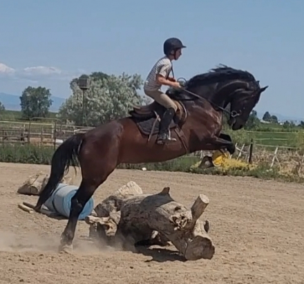 HorseID: 2297163 Sobeit Suzanne - PhotoID: 1077675