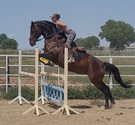 HorseID: 2297163 Sobeit Suzanne - PhotoID: 1077676