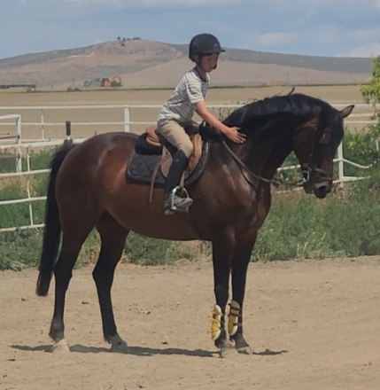 HorseID: 2297163 Sobeit Suzanne - PhotoID: 1077677