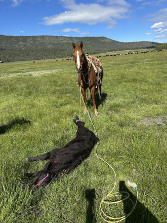 HorseID: 2297189 Smokes Blazn Hot Ace - PhotoID: 1077658