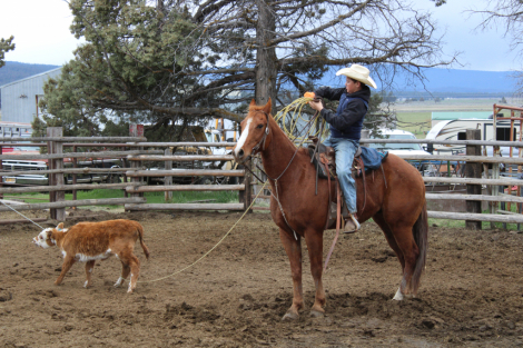 HorseID: 2297189 Smokes Blazn Hot Ace - PhotoID: 1077659