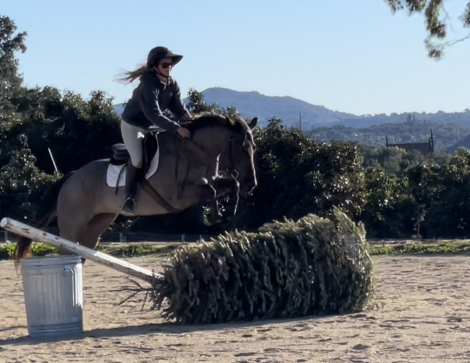 HorseID: 2297211 Fiona - PhotoID: 1077770