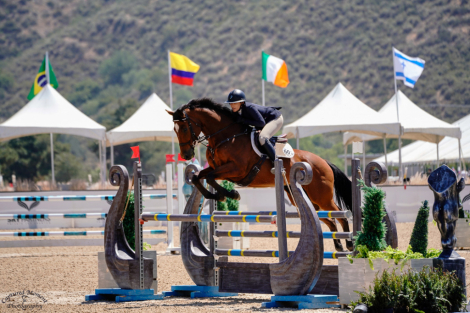 HorseID: 2297236 Cheers - PhotoID: 1077705