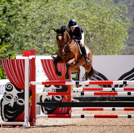 HorseID: 2297236 Cheers - PhotoID: 1077706