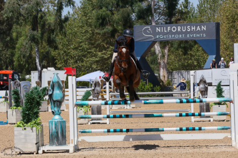 HorseID: 2297236 Cheers - PhotoID: 1077707