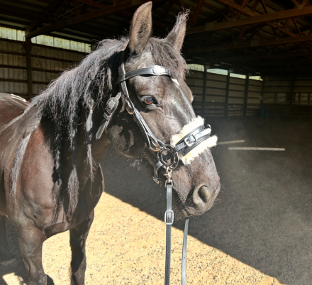 HorseID: 2297242 Onyx - PhotoID: 1077714