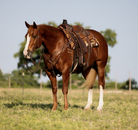 HorseID: 2297296 TLC RED GIRL - PhotoID: 1077572
