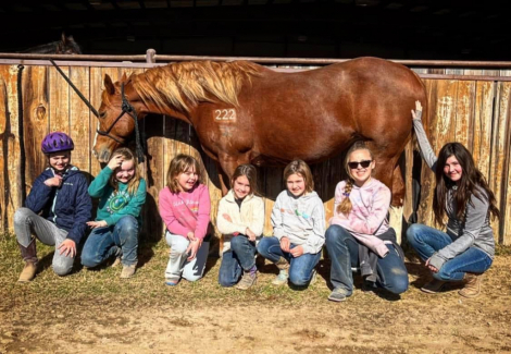 HorseID: 2297296 TLC RED GIRL - PhotoID: 1077575