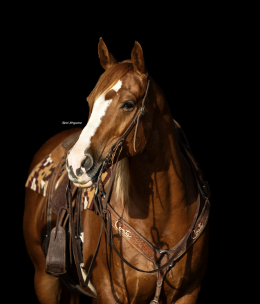 HorseID: 2297296 TLC RED GIRL - PhotoID: 1077577