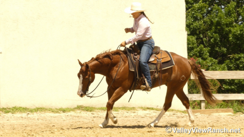 HorseID: 2297311 Smellthisdeal - PhotoID: 1077781