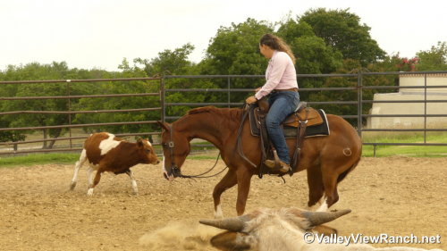 HorseID: 2297311 Smellthisdeal - PhotoID: 1077782