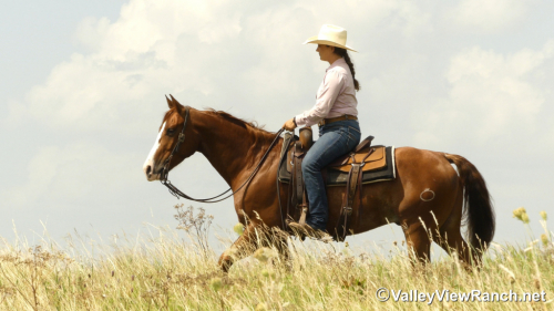 HorseID: 2297311 Smellthisdeal - PhotoID: 1077783