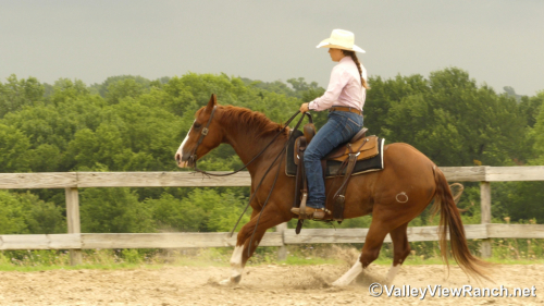 HorseID: 2297311 Smellthisdeal - PhotoID: 1077784