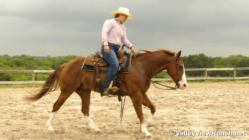 HorseID: 2297311 Smellthisdeal - PhotoID: 1077785