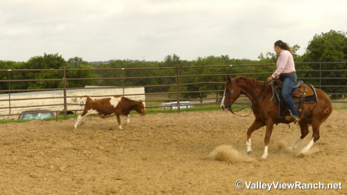 HorseID: 2297311 Smellthisdeal - PhotoID: 1077786