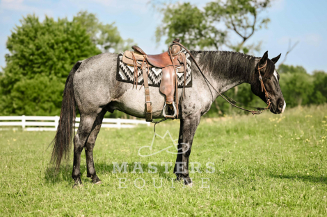 HorseID: 2297313 Ouzo - PhotoID: 1077792