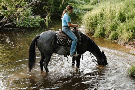 HorseID: 2297313 Ouzo - PhotoID: 1077794