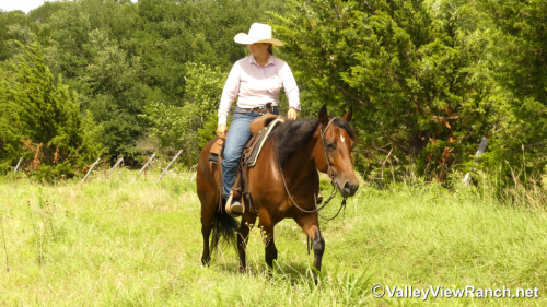 HorseID: 2297314 Diamonds R Foreyver - PhotoID: 1077796