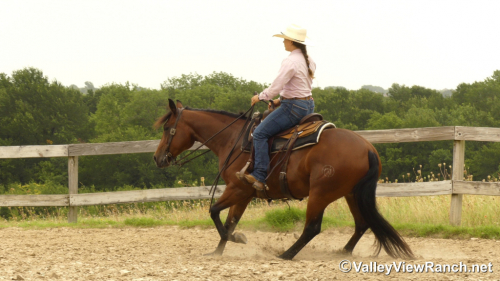 HorseID: 2297314 Diamonds R Foreyver - PhotoID: 1077797