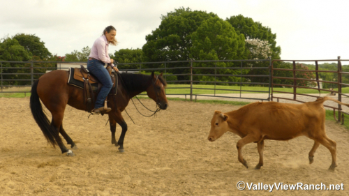 HorseID: 2297314 Diamonds R Foreyver - PhotoID: 1077798