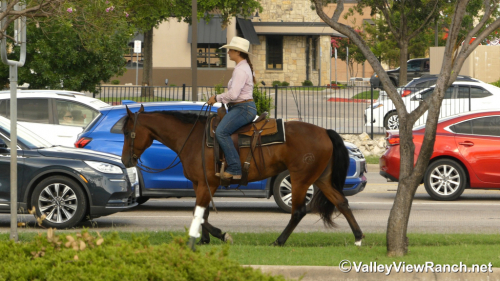 HorseID: 2297314 Diamonds R Foreyver - PhotoID: 1077799