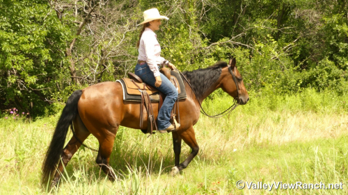 HorseID: 2297314 Diamonds R Foreyver - PhotoID: 1077800