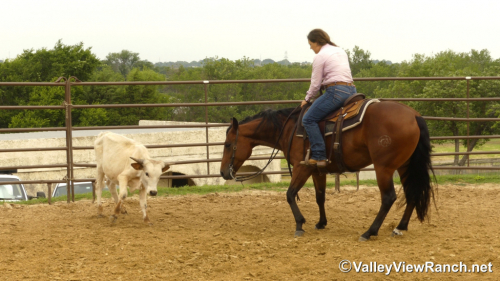 HorseID: 2297314 Diamonds R Foreyver - PhotoID: 1077801